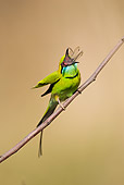BRD 13 MC0046 01
Green Bee-Eater Eating Insect On Twig Kanha National Park In Madhya Pradesh, India