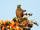BRD 13 MC0047 01
Common Myna Perched In Tree Satpura National Park, India