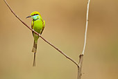 BRD 13 MC0048 01
Green Bee-Eater Perched On Twig Kanha National Park, India