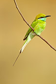 BRD 13 MC0049 01
Green Bee-Eater Perched On Twig Kanha National Park, India