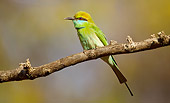 BRD 13 MC0050 01
Green Bee-Eater Perched On Branch Saptura National Park, Madhya Pradesh, India