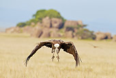 BRD 13 MC0051 01
Ruppell's Griffon Vulture Flying Over Serengeti National Park, Tanzania