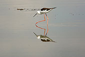 BRD 13 MC0052 01
Blackwinged Stilt Feeding In Lake Nakuru Kenya