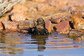 BRD 13 MC0053 01
Brown-Headed Cowbird Bathing In Watering Hole Arizona