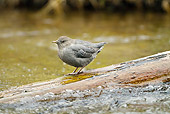 BRD 13 MC0054 01
American Dipper Standing On Log In Pebble Creek Yellowstone National Park