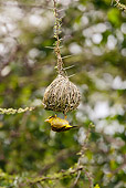 BRD 13 MC0055 01
Golden Palm Weaver Building Nest In Tree Samburu Game Reserve, Kenya
