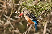 BRD 13 MC0056 01
Grey-Headed Kingfisher Perched On Branch Samburu Game Reserve, Kenya