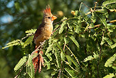 BRD 13 MC0057 01
Northern Cardinal Female Perched In Tree