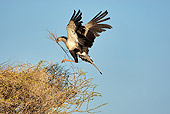 BRD 13 MC0058 01
Secretarybird Building Nest In Samburu Game Reserve, Kenya