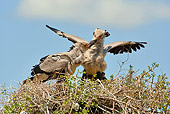 BRD 13 MC0059 01
Secretarybirds Feeding At Nest In Samburu Game Reserve, Kenya