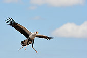 BRD 13 MC0060 01
Secretarybird Flying To Nest In Samburu Game Reserve, Kenya