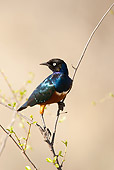 BRD 13 MC0061 01
Superb Starling Perched On Twig Samburu Game Reserve, Kenya