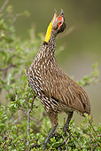 BRD 13 MC0062 01
Yellow-Necked Spurfowl Calling In Tree Samburu Game Reserve, Kenya