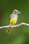 BRD 13 MC0070 01
Crested Flycatcher Perched On Branch Holding Insect