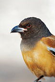 BRD 13 MH0001 01
Close Up Of Rufous Treepie