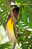 BRD 13 MH0005 01
Lesser Bird Of Paradise Sitting On Tree Branch