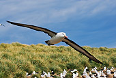 BRD 13 MH0006 01
Black-Browed Albatross Flying Falkland Islands