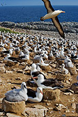 BRD 13 MH0007 01
Black-Browed Albatrosses Sitting On Rocks With One Flying Overhead Falkland Islands