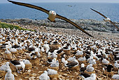 BRD 13 MH0008 01
Black-Browed Albatrosses Sitting On Rocks With Some Flying Overhead Falkland Islands
