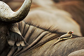 BRD 13 MH0009 01
Red-Billed Oxpecker Perched On Buffalo