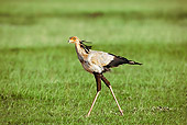BRD 13 MH0010 01
Secretarybird Walking On Grass