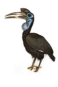 BRD 13 MH0011 01
Northern Ground Hornbill In Studio