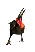 BRD 13 MH0012 01
Southern Ground Hornbill Looking Up In Studio