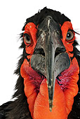 BRD 13 MH0013 01
Close Up Of Southern Ground Hornbill In Studio