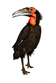 BRD 13 MH0014 01
Southern Ground Hornbill In Studio