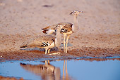 BRD 13 MH0017 01
Two Kori Bustard Standing Near Puddle In Savanna At Etosha National Park Africa