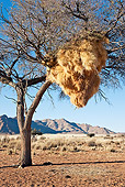 BRD 13 MH0018 01
Nesting Colony Of Sociable Weaver Birds In Desert Namibia