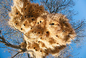 BRD 13 MH0019 01
Close-Up Of Nesting Colony Of Sociable Weaver Birds In Desert Namibiaw