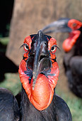 BRD 13 MH0020 01
Head Shot Of Ground Hornbill