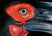 BRD 13 MH0021 01
Close-Up Of Ground Hornbill Eye And Beak