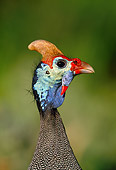 BRD 13 MH0022 01
Head Shot Of Helmeted Guineafowl