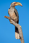 BRD 13 MH0024 01
Yellow-Billed Hornbill Perched On Tree Branch