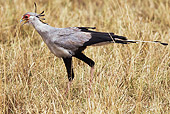 BRD 13 MH0025 01
Secretarybird Walking Though Dry Grass