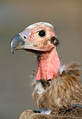 BRD 13 MH0027 01
Head Shot Of Cinereous Vulture India