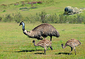 BRD 13 MH0028 01
Emu Mother And Young Walking Through Grass Australia