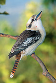 BRD 13 MH0030 01
Portrait Of Laughing Kookaburra Perched On Tree Branch
