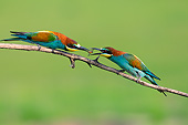 BRD 13 MH0031 01
Two European Bee-Eaters Eating Insect On Twig