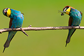 BRD 13 MH0032 01
Two European Bee-Eaters With Heads Tilted And Dragonfly On Twig