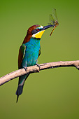 BRD 13 MH0033 01
European Bee-Eater Perched With Dragonfly On Twig