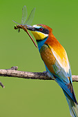 BRD 13 MH0034 01
European Bee-Eater Perched With Dragonfly On Twig