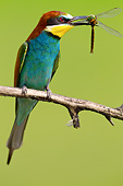 BRD 13 MH0035 01
European Bee-Eater Perched With Dragonfly On Twig