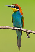 BRD 13 MH0036 01
European Bee-Eater Perched On Twig