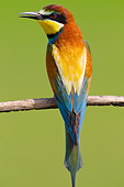 BRD 13 MH0037 01
Back View Of European Bee-Eater Perched On Twig