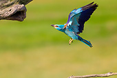 BRD 13 MH0038 01
European Roller Flying Toward Tree