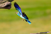 BRD 13 MH0039 01
European Roller Flying Toward Tree