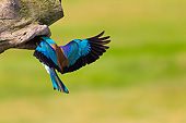 BRD 13 MH0040 01
European Roller Perched On Tree